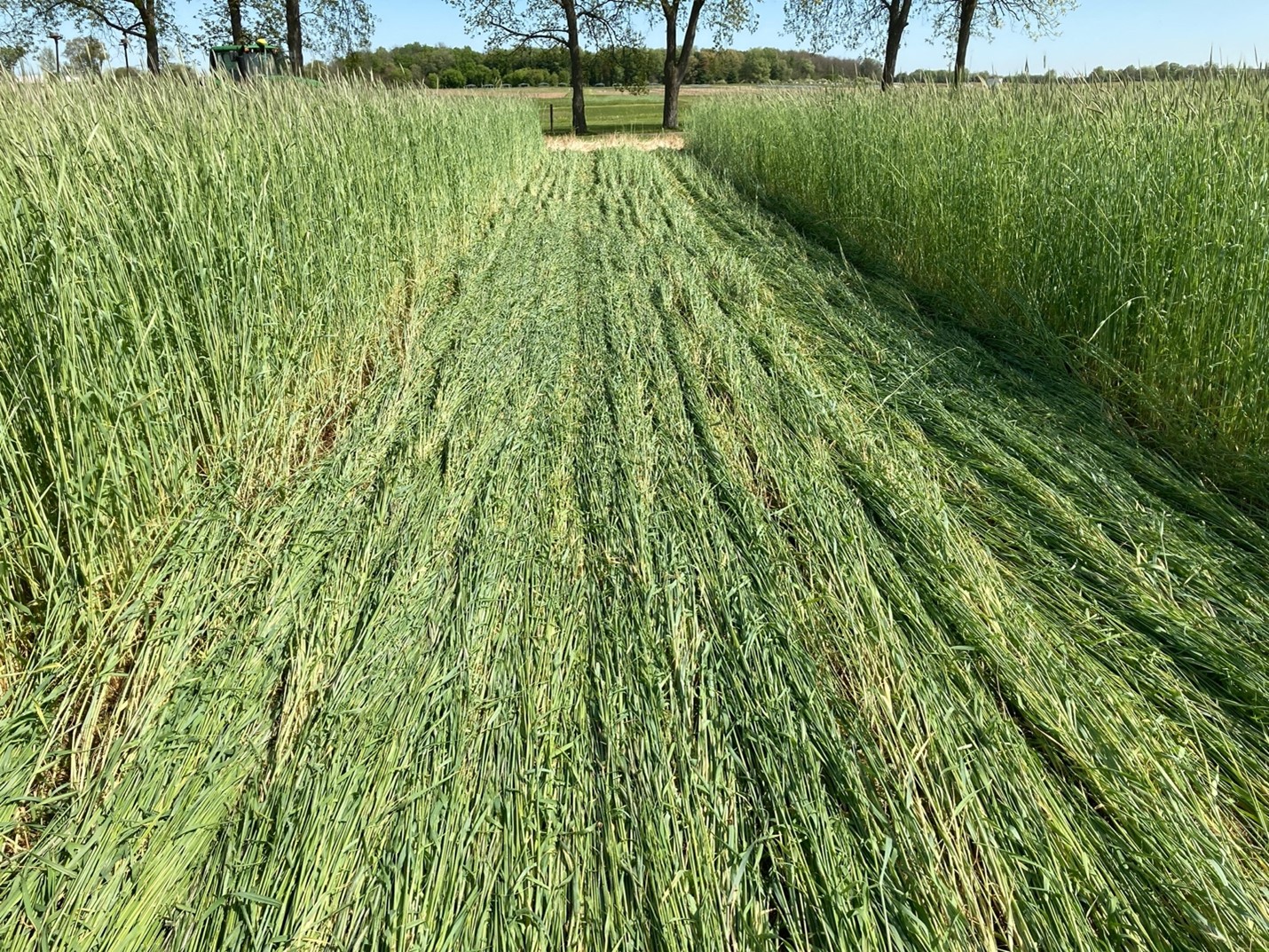 A strip of cereal rye in late May that has been roller crimped before planting soybeans (Photo Credit Brook Wilke)